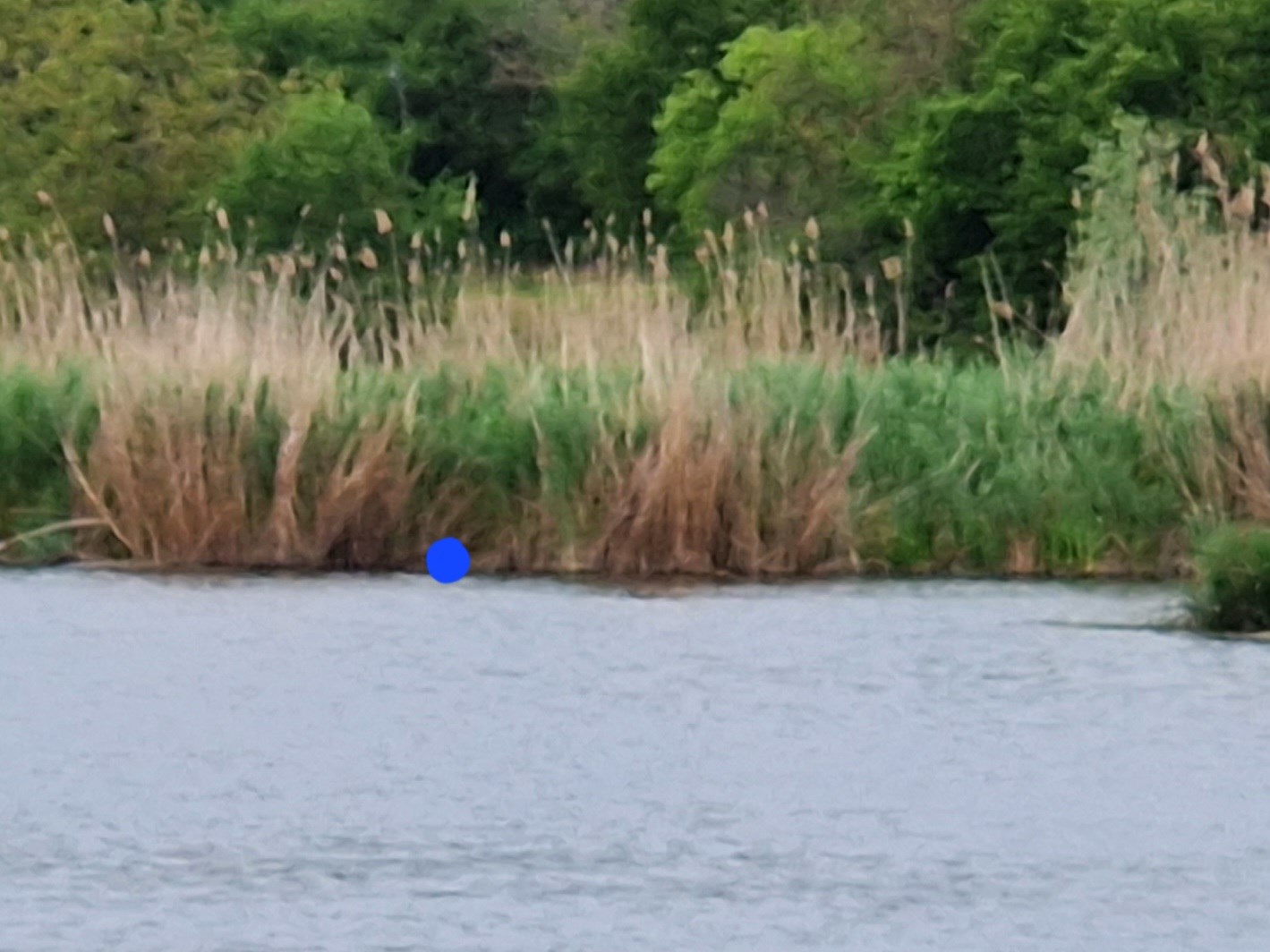 Tancabesti 7 - 10 mai - 20230508104741.jpg